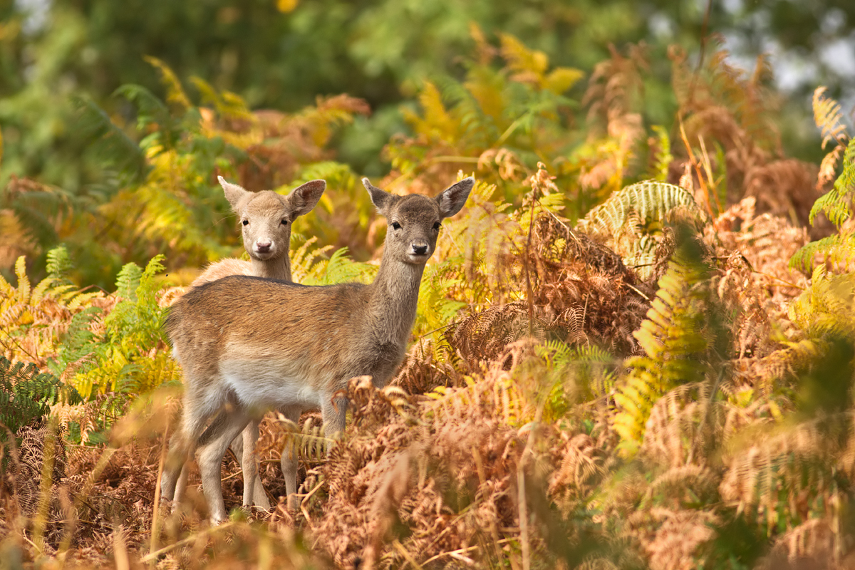 Fallow Deer 1